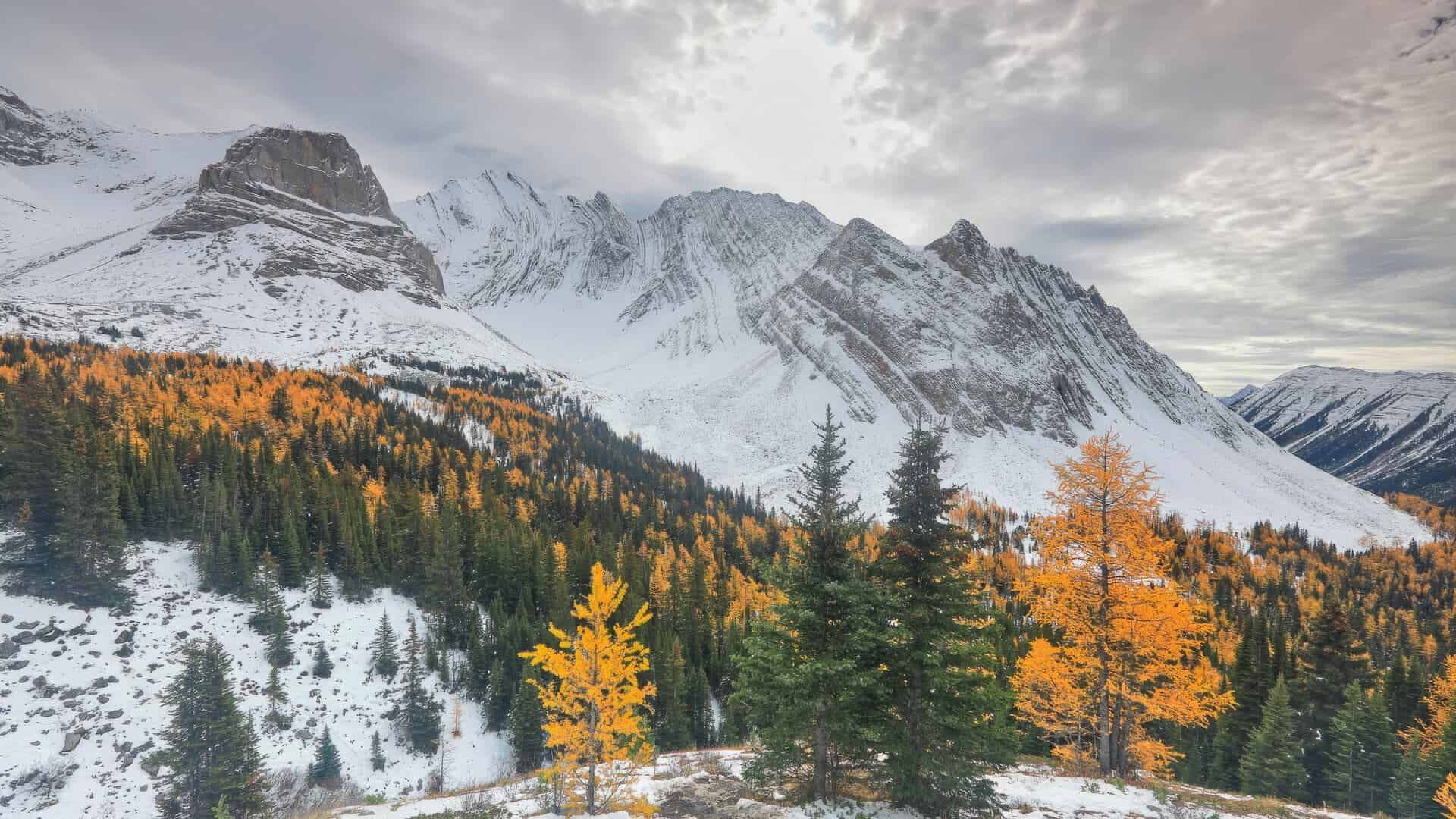 法国南部仲夏梦之浪漫的薰衣草