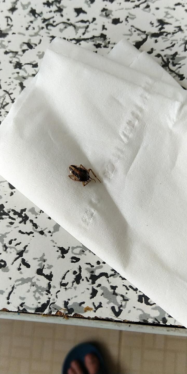 电脑主机有虫子