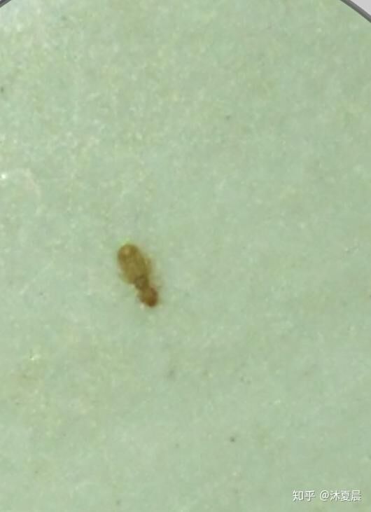 电脑主机有虫子