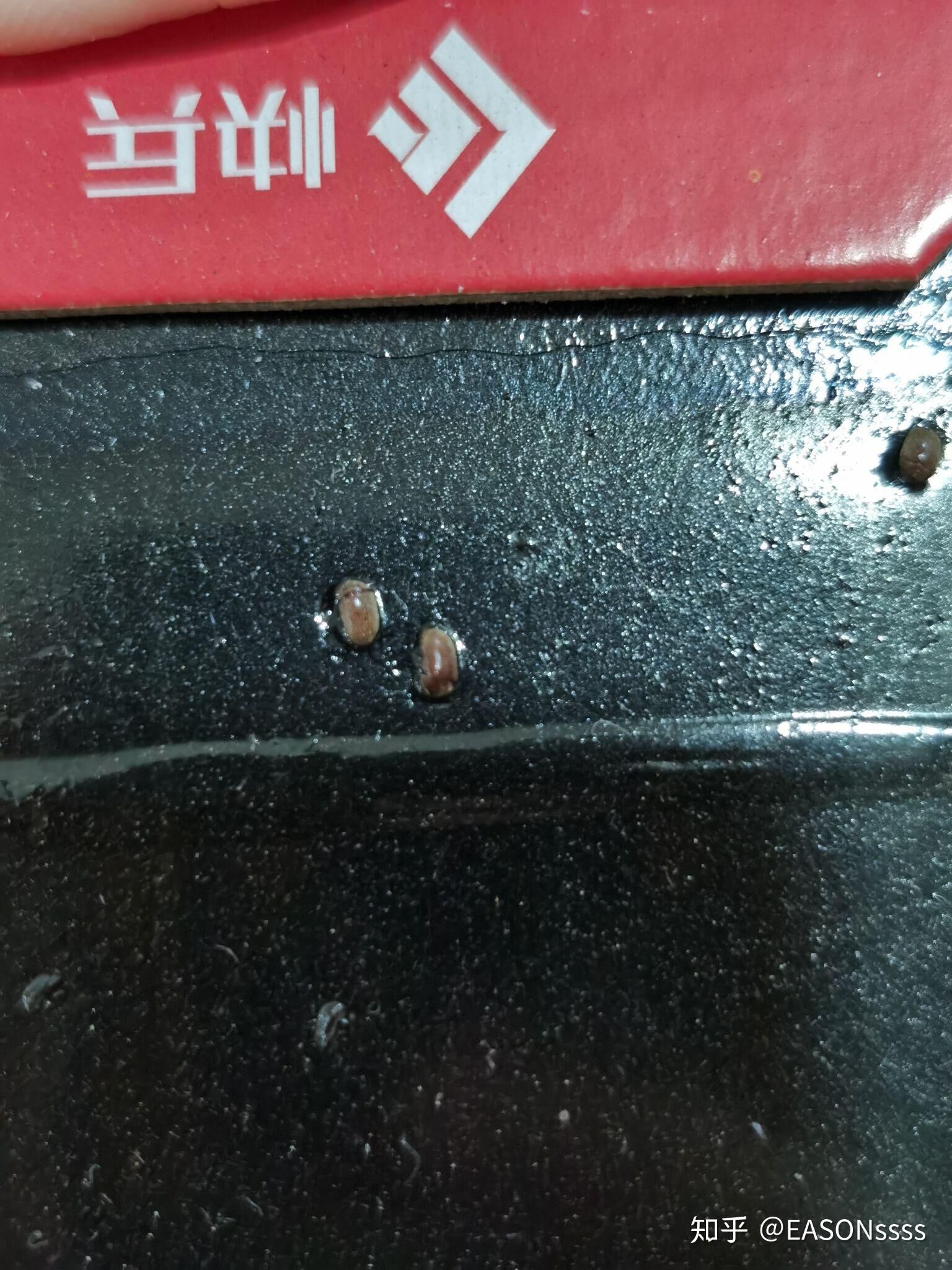 电脑主机有虫子