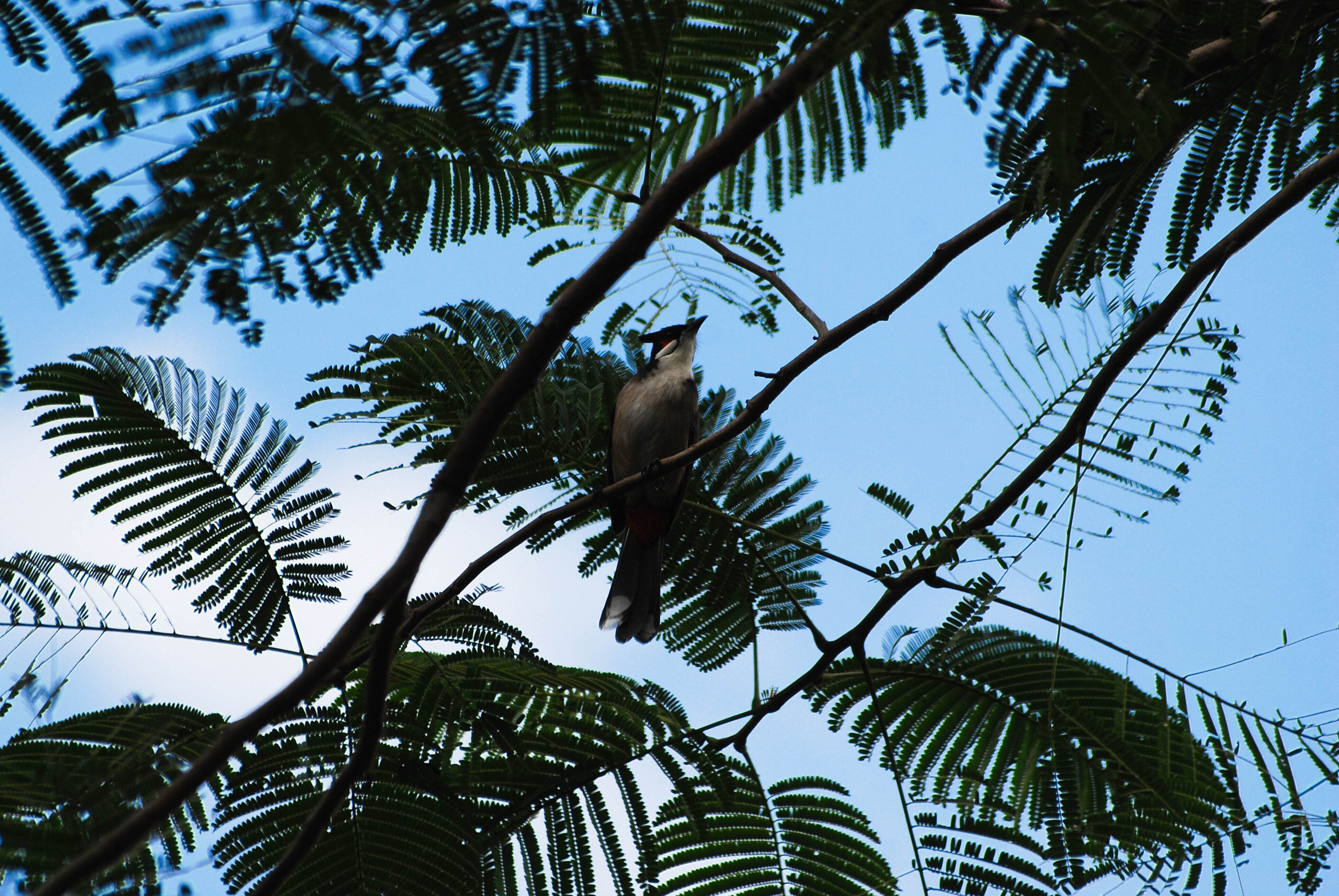 DSC_3338.JPG