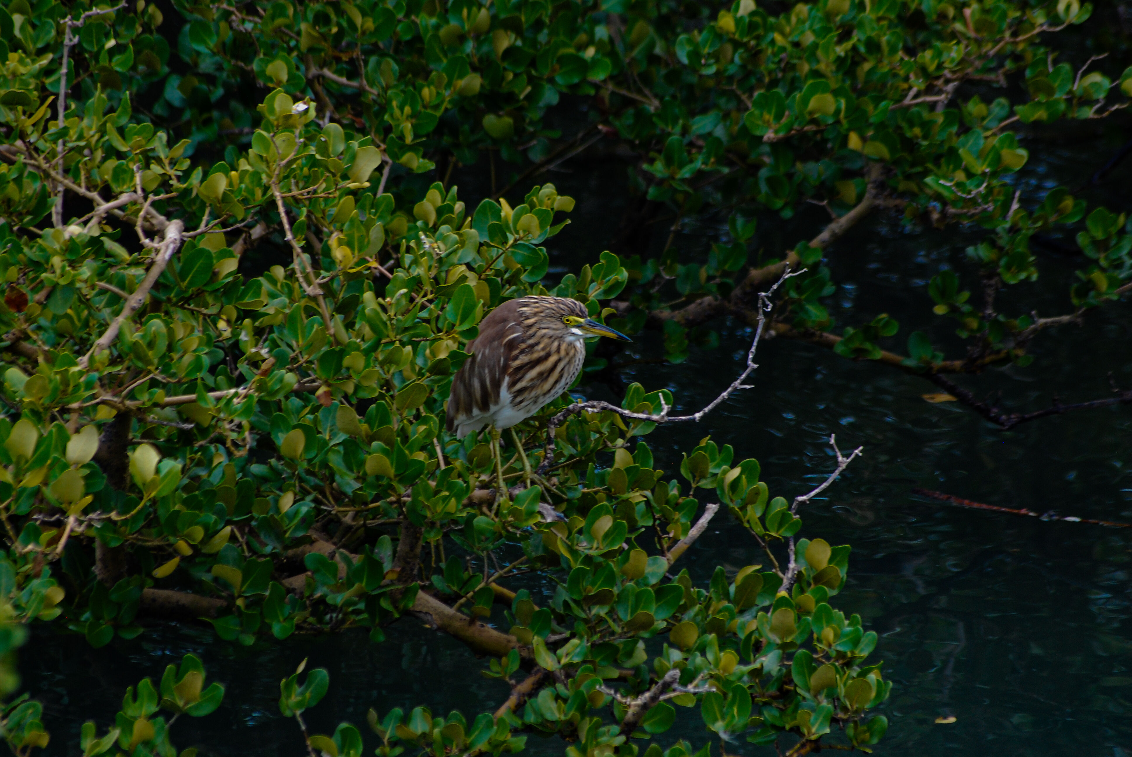 DSC_2444.jpg