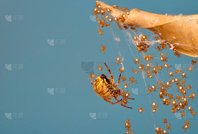 网站蜘蛛怎么建设